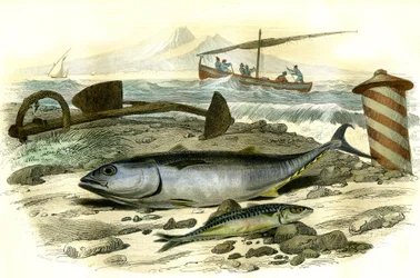 Il tonno (Scomber Thynnus), lo sgombro (Scomber Scombrus) - Tavola estratta da Storia Naturale di Bernard Germain de Lacepede, edizione P.Furme, Parigi