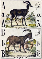 Lettera A Antilope; B Stambecco. Incisione in "Alfabeto degli animali selvatici". 9a Serie. Imagerie d