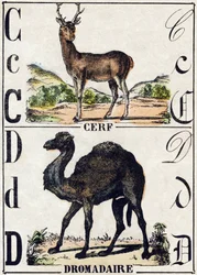 Lettera C Cervo; D Dromedario. Incisione in "Alfabeto degli animali selvatici". 9a Serie. Immagini di Epinal, Pellerin, stampatore-editore, circa 1870. Incisioni su legno, stencil. 16 pagine. Dim: 20 x 15 cm. Collezione privata