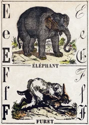 Lettera E Elefante; F Furetto. Incisione in "Alfabeto degli animali selvatici". 9a Serie. Immagini di Epinal, Pellerin, stampatore-editore, circa 1870. Incisioni su legno, stencil. 16 pagine. Dim: 20 x 15 cm. Collezione privata
