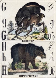 Lettera G Ghiottone; H Ippopotamo. Incisione in "Alfabeto degli animali selvatici". 9a Serie. Imagerie d