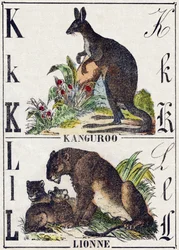 Lettera K L; K Canguro; L Leonessa. Incisione in "Alfabeto degli animali selvatici". 9a Serie. Imagerie d