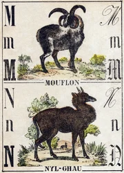 Lettera M Mouflon; N Nyl-ghau (Nyl ghau). Incisione in "Alfabeto degli animali selvatici". 9a Serie. Immagini di Epinal, Pellerin, stampatore-editore, circa 1870. Incisioni su legno, stencil. 16 pagine. Dim: 20 x 15 cm. Collezione Privata