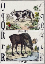 Lettera Q Quachy (cane leone sudamericano); R Renna. Incisione in "Alfabeto degli animali selvatici". 9a Serie. Imagerie d