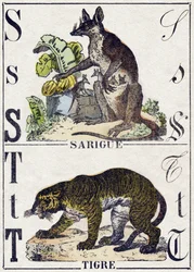 Lettera S Sarigue (Opossum); T Tigre. Incisione in "Alfabeto degli animali selvatici". 9a Serie. Immagini di Epinal, Pellerin, stampatore-editore, circa 1870. Incisioni su legno, stencil. 16 pagine. Dim: 20 x 15 cm. Collezione Privata