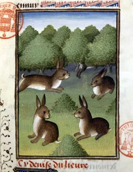 Lepri - nel "Libro di Caccia di Gaston Phoebus, Conte di Foix, Signore di Béarn"