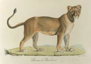 Lionee de Barbarie, una leonessa della Barberia, da Histoire Naturelle des Mammifères