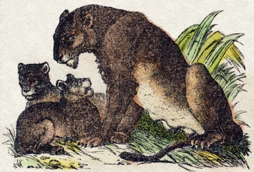 Leonessa. Incisione in "Alfabeto degli animali selvatici". 9a Serie. Immagini di Epinal, Pellerin, stampatore-editore, circa 1870. Incisioni su legno, stencil. 16 pagine. Dim: 20 x 15 cm. Collezione privata