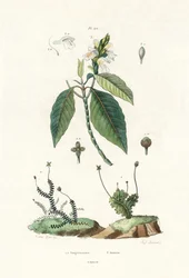 Epatiche