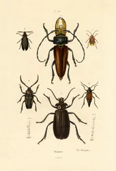 Cerambicidi