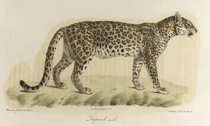 Leopardo maschio, da 