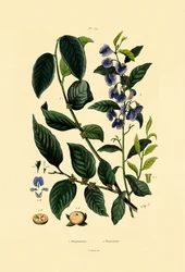 Prugna di loto