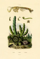 Canocchia
