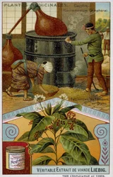 Piante medicinali: canfora; preparazione della canfora in Giappone - Cromolitografia Liebig, ca. 1900