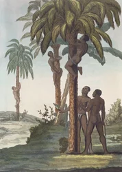 Uomini che scalano alberi per il burro di karité, Senegal