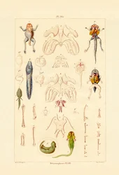 Metamorfosi