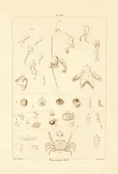 Metamorfosi