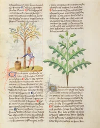 Ms. De Diversis Herbis di Dioscoride, fol.165r Estrazione di trementina