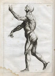 Muscoli umani - incisione in 