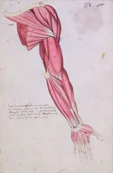 Muscolatura del braccio e della spalla, 1634 (penna e inchiostro e acquerello su carta)