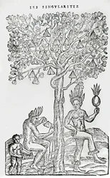 Nana fuit, pianta medicinale, illustrazione da Singularities of France Antarctique, di Andre de Thevet, 1558