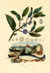 Cappello di Napoleone