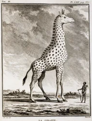 Storia Naturale: La Giraffa - in 