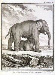 Storia Naturale: Il piccolo elefante che prende in giro sua madre - in 