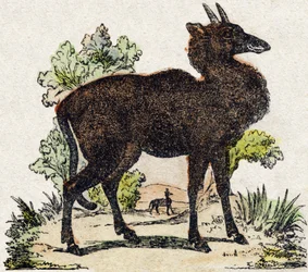 Nyl-ghau (Nyl ghau, animale indiano). Incisione in "Alfabeto degli animali selvatici". 9a Serie. Immagini di Epinal, Pellerin, stampatore-editore, circa 1870. Incisioni su legno, stencil. 16 pagine. Dim: 20 x 15 cm. Collezione privata