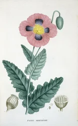Papavero da Oppio