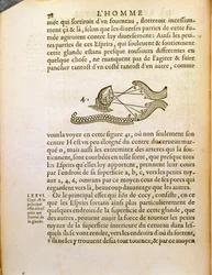 Diagramma ottico, da De Homine Figuris di René Descartes pubblicato a L