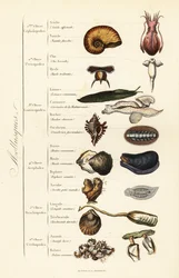 Ordini dei Molluschi