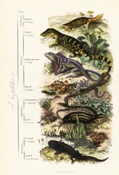 Ordini di rettili: vulnerabile tartaruga dal guscio molle indiana, Nilssonia gangetica, caimano dagli occhiali, Caiman crocodilus, lucertola dal collare, Chlamydosaurus kingii, piede squamoso comune, Pygopus lepidopodus, lucertola di vetro europea, Pseudop