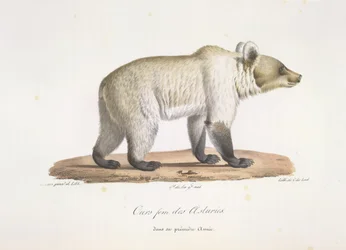 Orso femmina delle Asturie, da Histoire Naturelle des Mammifères