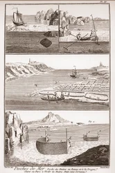 Pesca delle ostriche - 