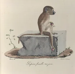 Papion femmina molto giovane, da 