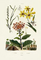 Loglio perenne