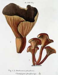 Fungo fosforico in Jean Jacques Paulet "Trattato dei funghi", fine XVIII secolo