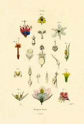 Selezione delle Piante, 1833-39