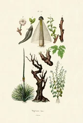 Piante