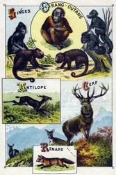 Tavola 1: Scimmie, orangutan, Antilope, Cervo, Volpe. Incisione in "Sillabario alfabeto degli animali selvatici". Serie A. Pellerin et Cie, stampatori-editori, Epinal, fine XIX secolo. Cromolitografie. Piccolo album pubblicitario di 8 pagine contenente un 
