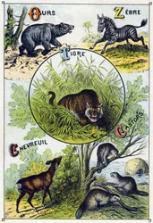 Tavola 2: Orso, Zebra, Tigre, Cervo, Castori. Incisione in "Sillabario alfabeto degli animali selvatici". Serie A. Pellerin et Cie, stampatori-editori, Epinal, fine XIX secolo. Cromolitografie. Piccolo album pubblicitario di 8 pagine contenente un sillabar