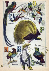 Tavola 3: Nucleo splendente, Uccelli mosca, Colibrì, Paradiso smeraldo, Cacatua, Fischio, Maucode. Incisione in "Sillabario alfabeto di uccelli". Serie A. Pellerin et Cie, stampatori-editori, Epinal, fine XIX secolo. Cromolitografie. Piccolo album pubblici
