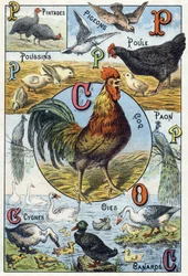 Tavola 3: faraone, piccioni, pulcini, gallina, gallo, pavone, cigni, oche, anatre. Incisione in „Alfabeto sillabario degli animali domestici e del cortile“. Serie A. Pellerin et Cie, stampatori-editori, Épinal, fine del XIX secolo. Cromolitografie.