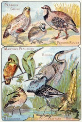 Tavola 3 in alto: Pernice grigia, Quaglia, Pernice rossa. In basso: Martin pescatori, Airone, Beccaccino, Cavaliere combattente, Tarabuso. Incisione in "Sillabario alfabeto di uccelli e rettili". Serie A. Pellerin et Cie, stampatori-editori, Epinal, fine X