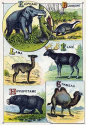 Tavola 4: Elefante, Tasso, Lama, Elan, Ippopotamo, Cammello. Incisione in "Alfabeto sillabico degli animali selvatici". Serie A. Pellerin et Cie, stampatori-editori, Epinal, fine XIX secolo. Cromolitografie. Piccolo album pubblicitario di 8 pagine contenen