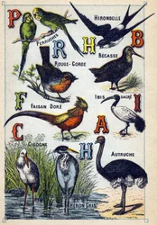 Tavola 4: Parrocchetti, Rondine, Pettirosso, Faggio, Fagiano dorato, Ibis sacro, Cicogna, Struzzo, Airone cenerino. Incisione in "Sillabario alfabeto di uccelli". Serie A. Pellerin et Cie, stampatori-editori, Epinal, fine XIX secolo. Cromolitografie. Picco