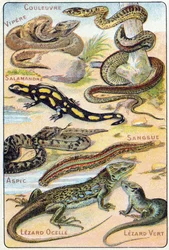 Tavola 4: Serpente, Vipera, Salamandra, Aspide, Sanguisuga, Lucertola ocellata, Lucertola verde. Incisione in "Sillabario alfabeto di uccelli e rettili". Serie A. Pellerin et Cie, stampatori-editori, Epinal, fine XIX secolo. Cromolitografie.