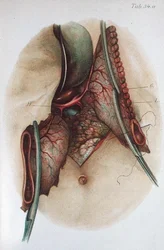 Tavola da 