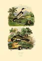 Piviere